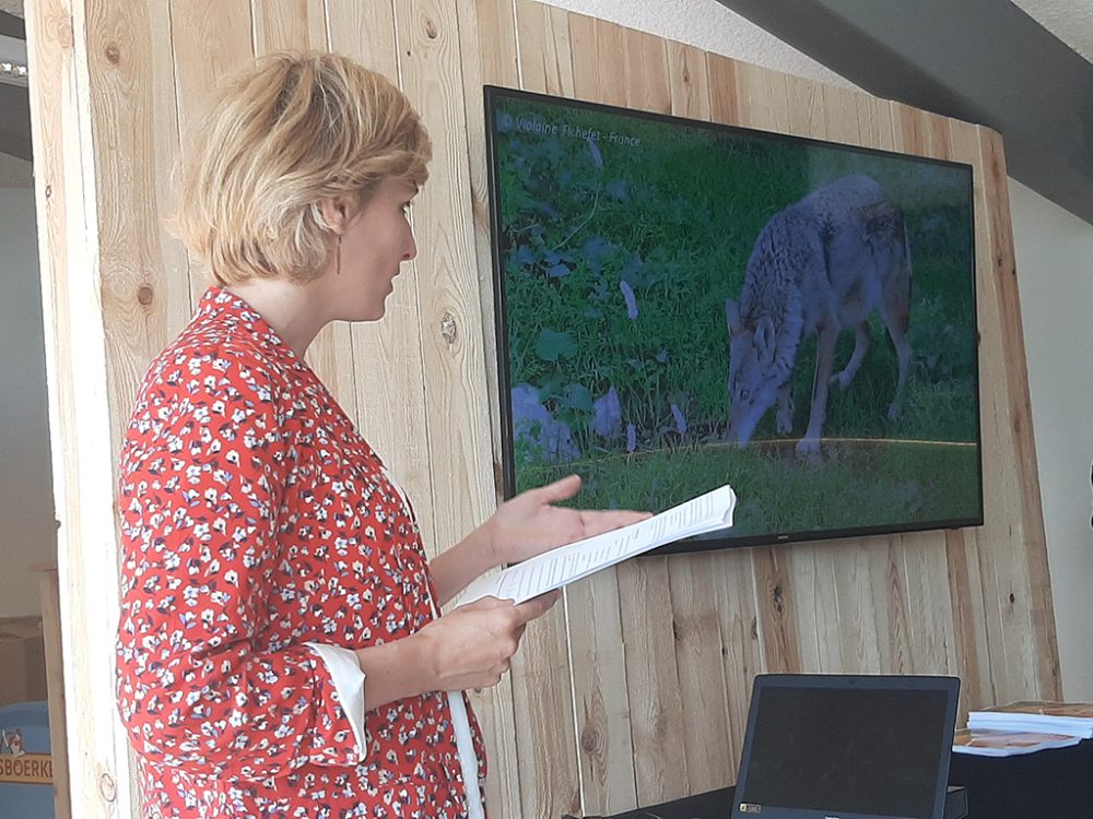 "Plan Loup": Wallonische Region stellt Wolfsmanagementplan vor (Bild: Michaela Brück/BRF)