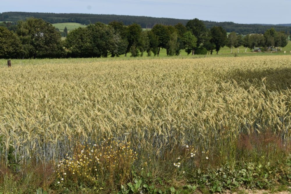 Made in Ostbelgien: Ein reich gedeckter Tisch im Kornfeld (Bild: Chantal Scheuren/BRF)