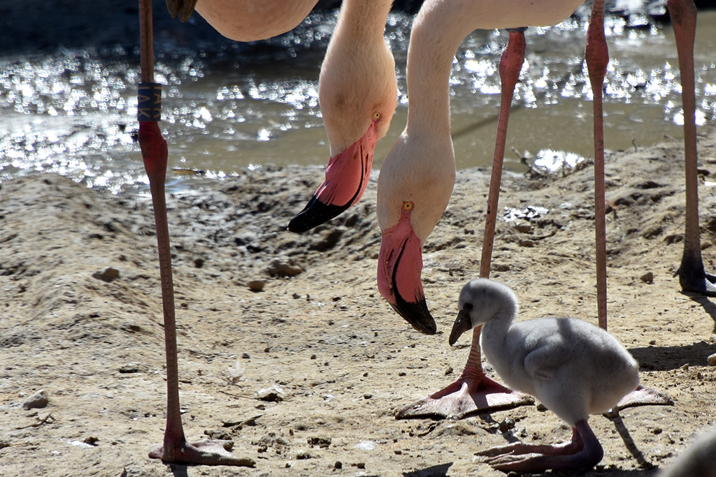 Flamingo-Nachwuchs im Gaia-Zoo (Bild: Gaia-Zoo)