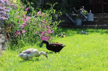 Die Enten halten den Garten schneckenfei (Bild: Katrin Margraff/BRF)