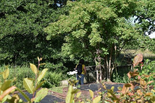 Der Naturheilgarten Herba Sana in Elsenborn (Bild: Chantal Scheuren, BRF)