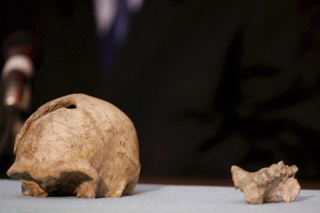 Schädel- und Kieferknochen eines Homo Erectus aus Kenia