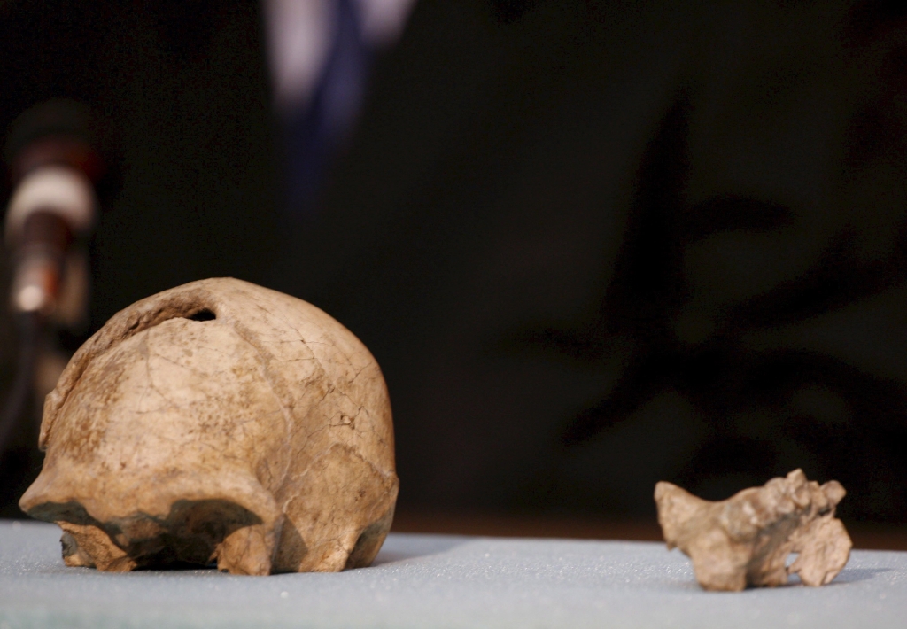 Schädel- und Kieferknochen eines Homo Erectus aus Kenia