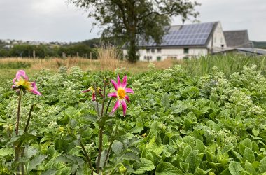 Let's create together - Blumenwiese vom Gut Rotter und von Silke Rotheudt (Bild: Simonne Doepgen/BRF)