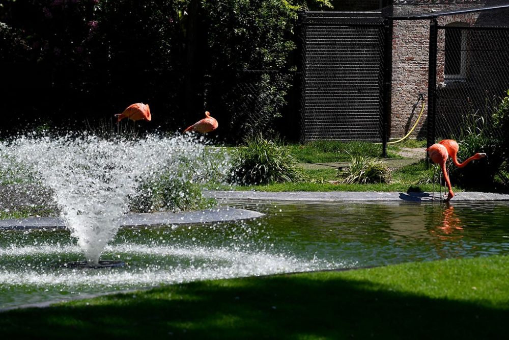 Rosaflamingos im Antwerpener Zoo (Bild: Dirk Waem/Belga)