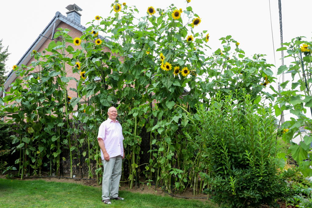 Paul De Sy vor seinen Riesensonnenblumen (Bild: Julien Claessen/BRF)
