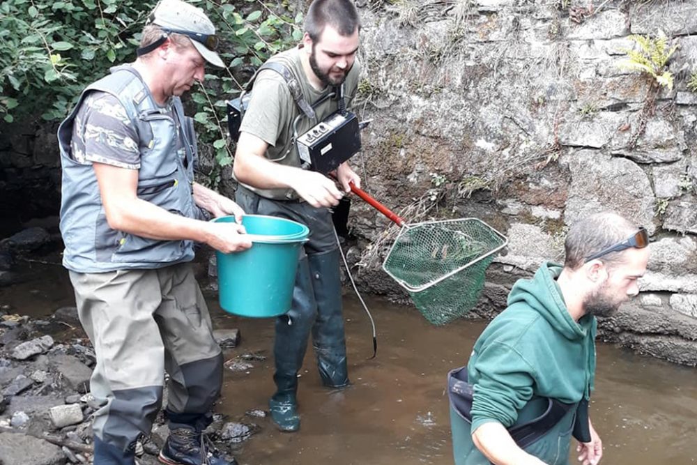 Tausende Forellen in Stavelot gerettet (Bild: Angelverein "La Truite Stavelot-Malmedy")