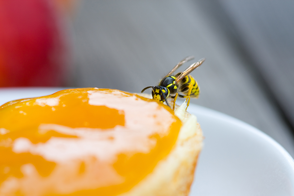 Wespe auf Marmeladen-Brot (Illustrationsbild: © Bildagentur PantherMedia / Gudrun Krebs)