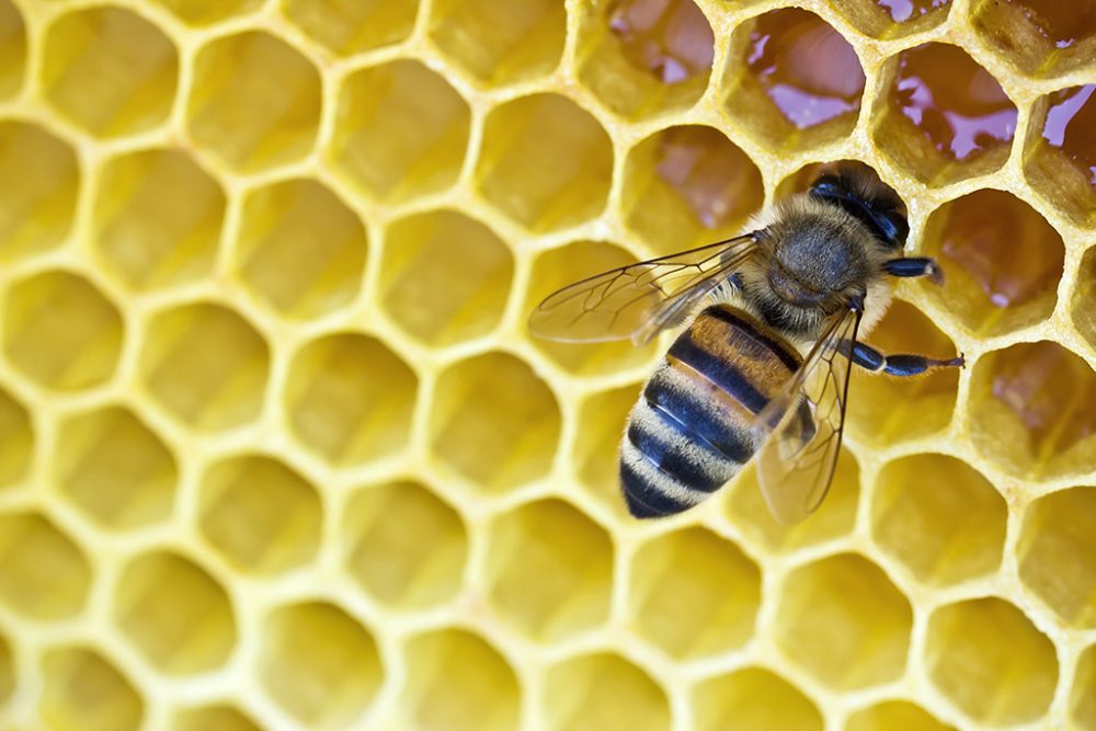 Biene (Illustrationsbild: © Bildagentur PantherMedia / 4masik)