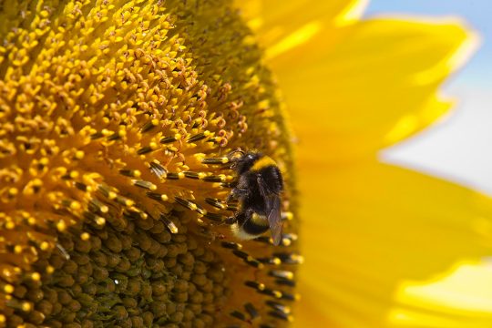 Auch Hummeln gelten als vom Aussterben bedrohte Tierarten (Bild: Salvatore Di Nolfi/EPA)