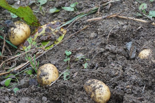 Erdäpfelernte mit zwei Pferdestärken (Bild: Stephan Pesch/BRF)