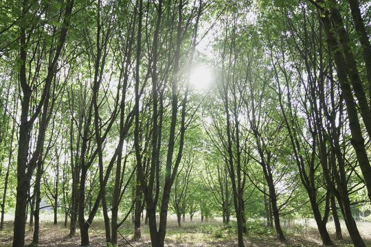 Neuer Standort für den Waldkindergarten 'NaWaKi' in Hergenrath (Bild: Thierry Cornely/BRF)
