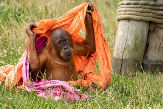 Sari ist bereits Mutter des vierjährigen Berani (Bild: Pairi Daiza)