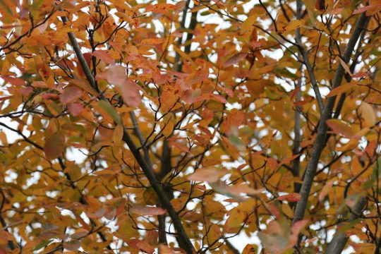 Illustrationsbild: Olivier Krickel/BRF