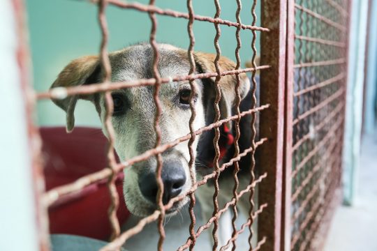 Hund im Tierheim (Illustrationsbild: © Bildagentur PantherMedia / Goran Jakuš)
