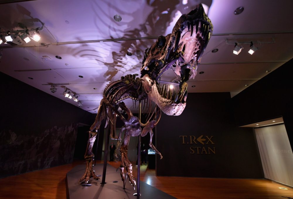 Skelett des Tyrannosaurus rex "Stan" (Bild: Angela Weiss/AFP)