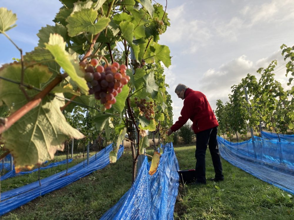 Weinlese in Herve (Bild: Robin Emonts/BRF)