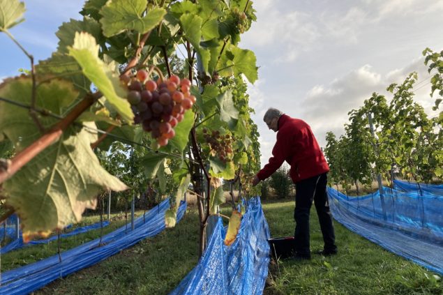 Weinlese in Herve (Bild: Robin Emonts/BRF)