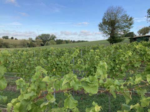 Weinlese in Herve (Bild: Robin Emonts/BRF)