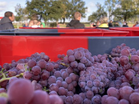 Weinlese in Herve (Bild: Robin Emonts/BRF)