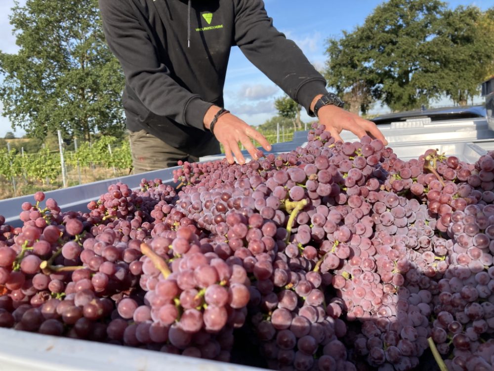 Weinlese in Herve (Bild: Robin Emonts/BRF)