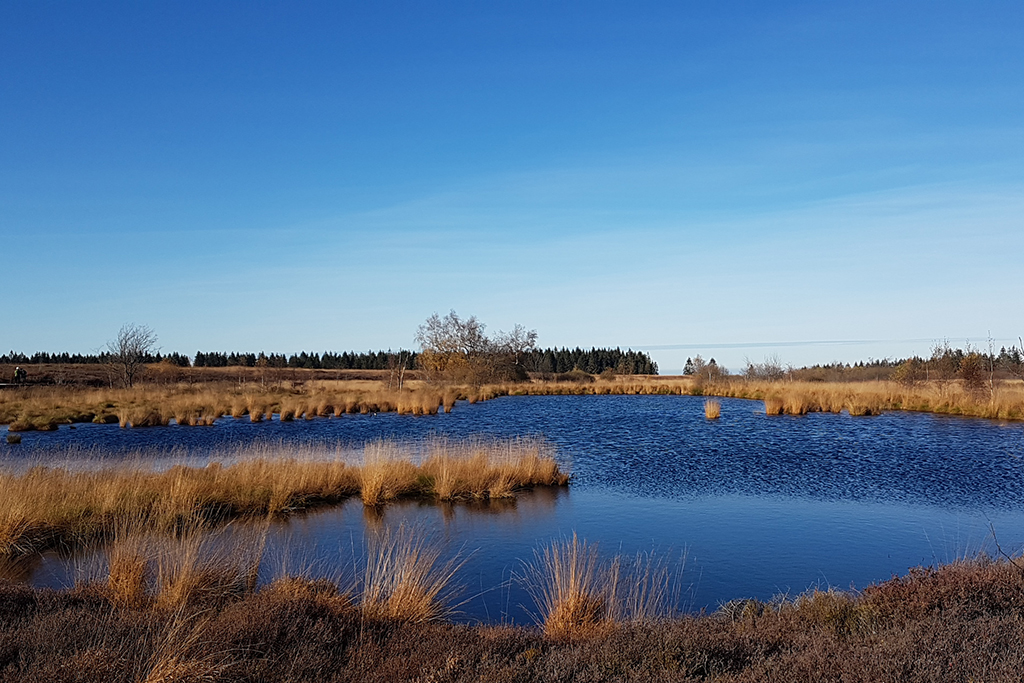 Brackvenn im Herbst