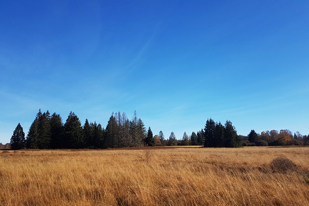 Hohes Venn im Herbst (Bild: Katrin Margraff/BRF)