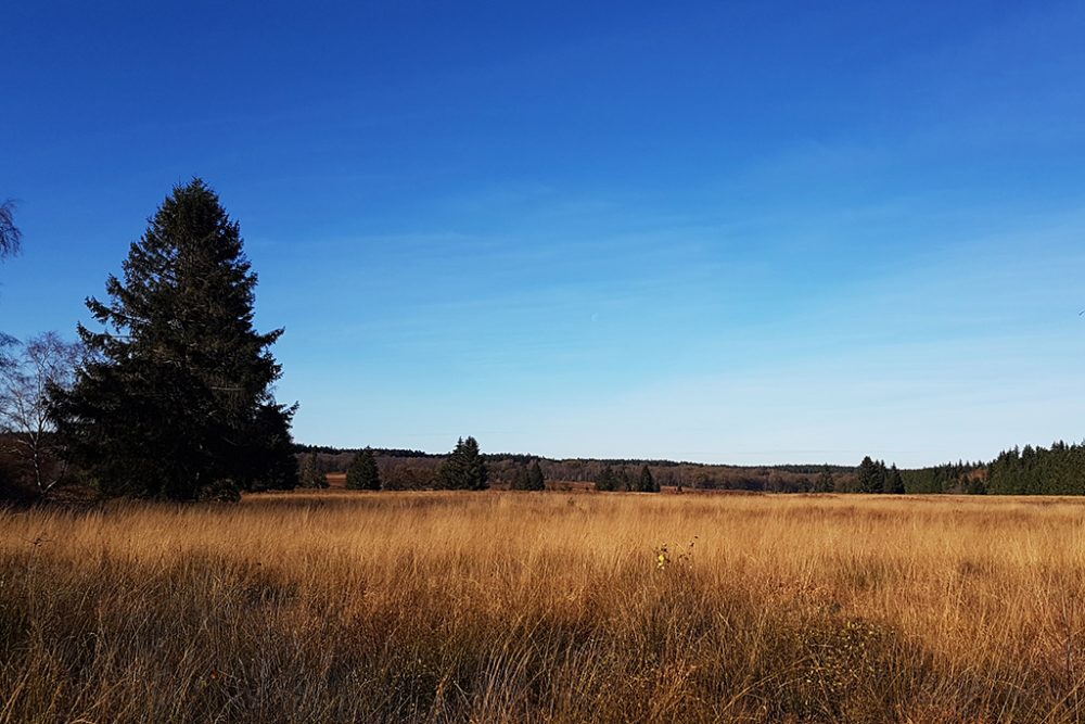 Hohes Venn im Herbst (Archivbild: Katrin Margraff/BRF)