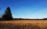 Hohes Venn im Herbst (Archivbild: Katrin Margraff/BRF)