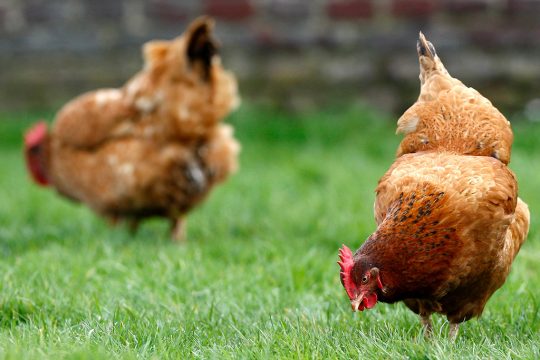 Hühner (Illustrationsbild: Peter Deconinck/Belga)