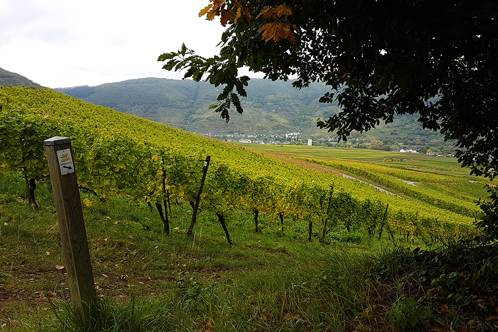 Wandern auf dem Moselsteig (Bild: Katrin Margraff/BRF)