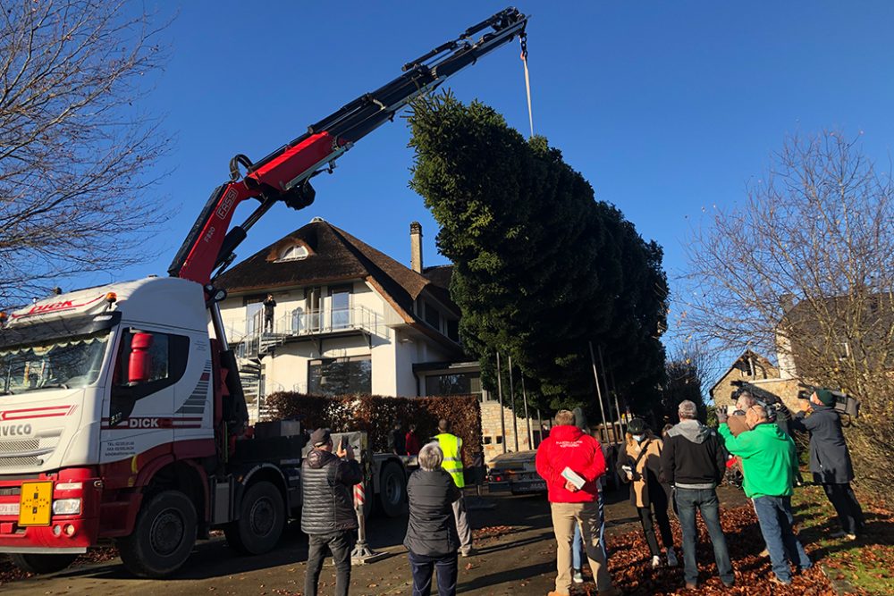 Weihnachtsbaum für die Brüsseler Grand Place kommt 2020 aus Robertville (Bild: Françoise Peiffer/Belga)