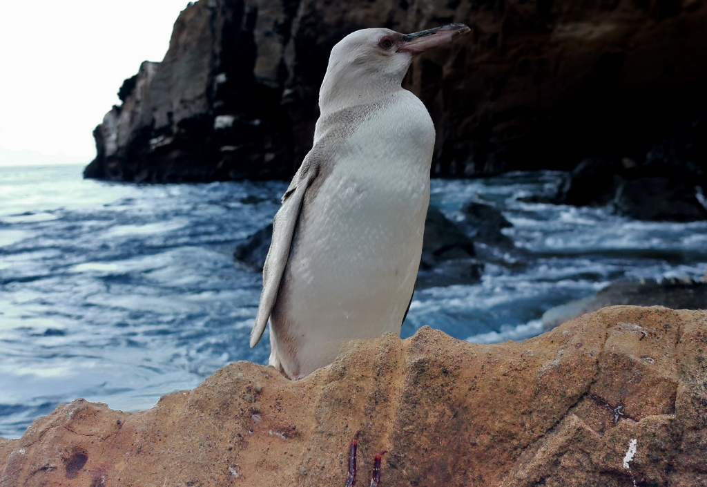 Seltener weißer Pinguin auf den Galapagos-Inseln entdeckt (Bild: Jimmy Patino/AFP/Galapagos National Park)