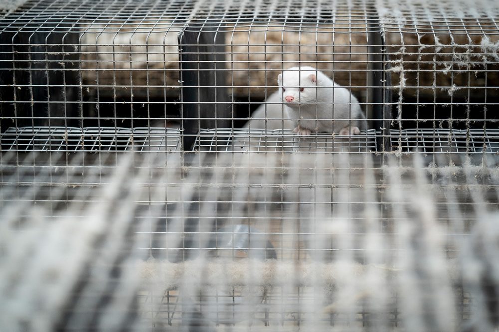 Nerz-Farm in Naestved (Bild: Mads Claus Rasmussen / Ritzau Scanpix / AFP)