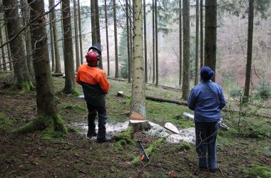 Der Förderverein Forst und Holz aus St. Vith testet "Adventsholz" (Bild: Andreas Lejeune/BRF)