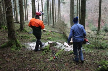 Der Förderverein Forst und Holz aus St. Vith testet "Adventsholz" (Bild: Andreas Lejeune/BRF)