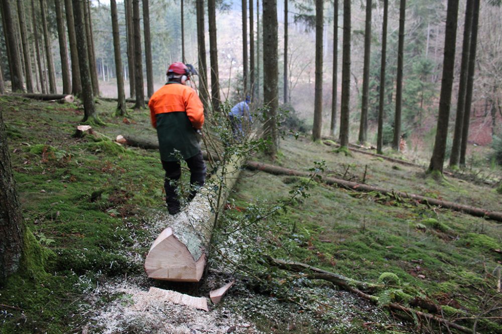 Der Förderverein Forst und Holz aus St. Vith testet "Adventsholz" (Bild: Andreas Lejeune/BRF)