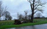 Sturmtief Bella zieht über Belgien - entwurzelter Baum in Lierde, Ostflandern (Bild: Nicolas Maeterlinck/Belga)