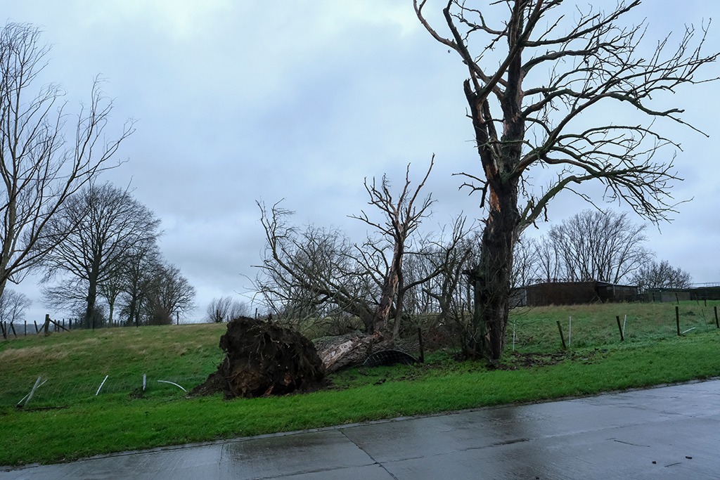 Sturmtief Bella zieht über Belgien - entwurzelter Baum in Lierde, Ostflandern (Bild: Nicolas Maeterlinck/Belga)