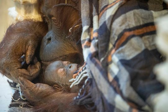 Orang Utang Mataï im Tierpark Pairi Daiza geboren