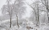 Schnee im Hohen Venn am 27.12.2020 (Bild: Nicolas Maeterlinck/Belga)