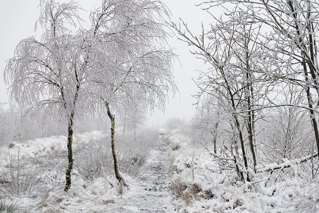 Schnee im Hohen Venn am 27.12.2020 (Bild: Nicolas Maeterlinck/Belga)