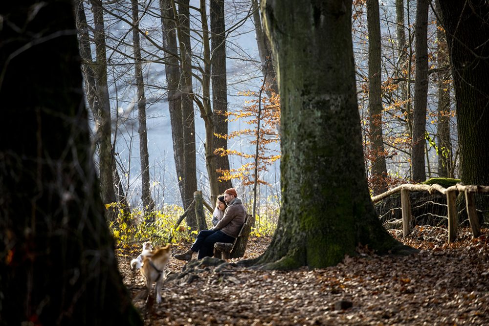 Warmes Herbstwetter - Spaziergang mit Hund im Wald