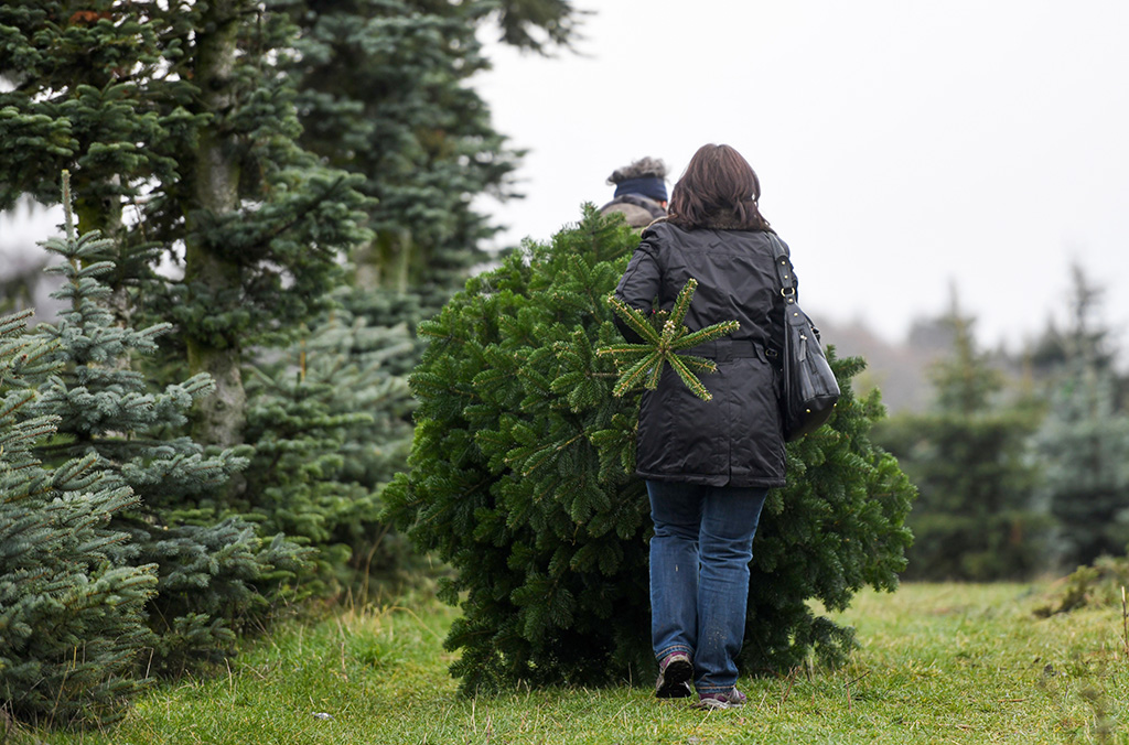 Weihnachtsbaum (Bild: Ina Fassbender/AFP)
