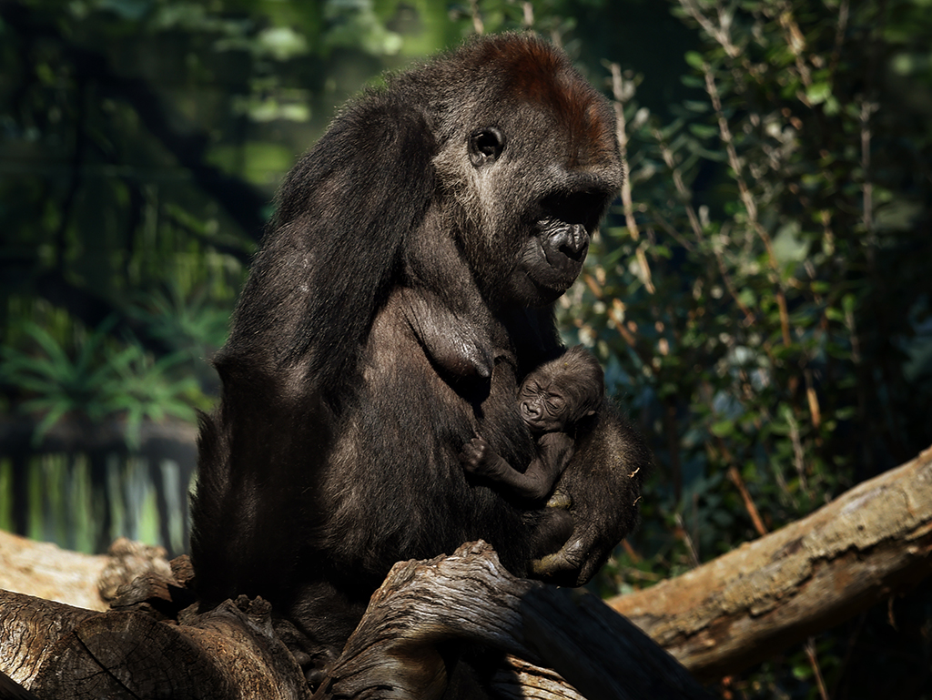 Gorillas im Zoo von San Diego (Archivbild: Mark Ralston/AFP)