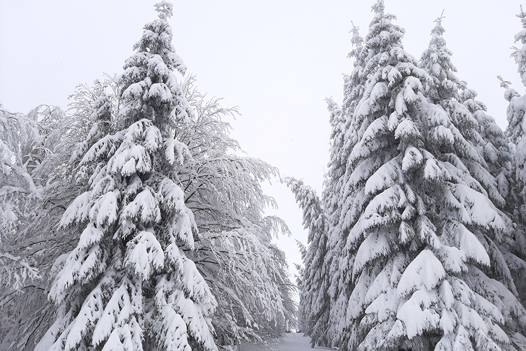 Hohes Venn im Schnee (Bild: Manuel Zimmermann/BRF)