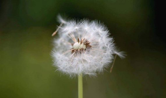 Trauerbegleitung (Illustrationsbild: Ursula Dahmen)