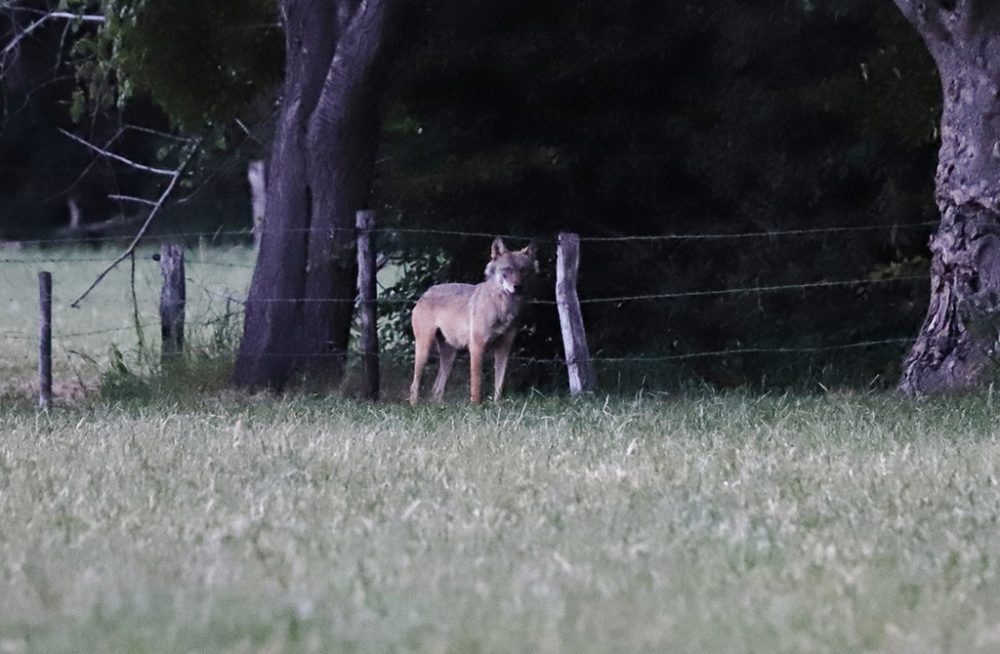 Wolf Billy (Bild: Jan Rottiers)