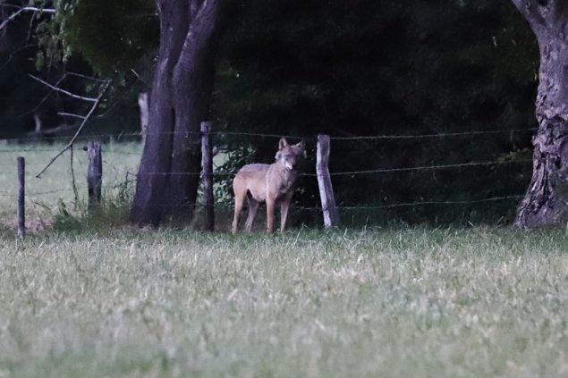 Wolf Billy (Bild: Jan Rottiers)