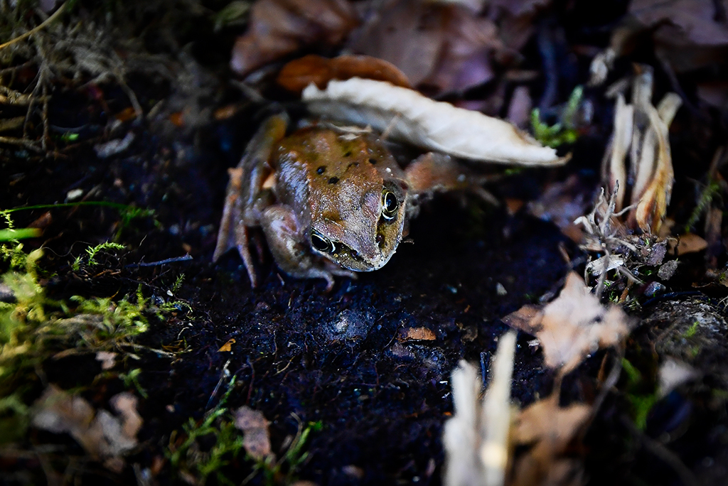 Frosch (Bild: Laurie Dieffembacq/Belga)